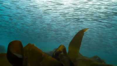 Like so many species,
overfishing and warming seas - Wild Isles
