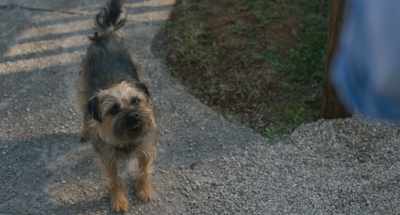 Like, maybe we could
do walks now - Strays