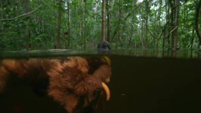 Like most animals here, - Hostile Planet