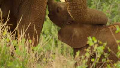 Like most babies,
little Jasiri needs regular milk and rest. - Wild Babies