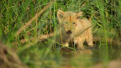 Like most cats... - Wild Babies
