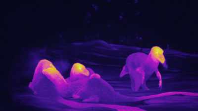 Like most dinosaurs,
they are warm-blooded. - Prehistoric Planet
