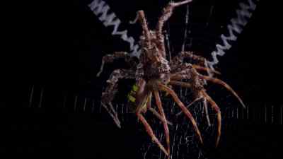 Like most spiders, she can't eat
solid food, so she pumps - Micro Monsters with David Attenborough