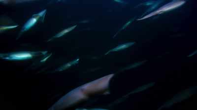 Like most squid,
they're voracious hunters. - Blue Planet II