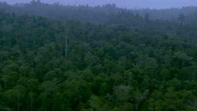 LIKE OCEANS,
RAINFORESTS ABSORB CARBON - Before the Flood