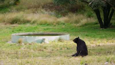 Like one day,
you're playing Ophelia - When Nature Calls with Helen Mirren