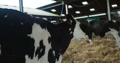 Like, ooh--I want it. - Cow