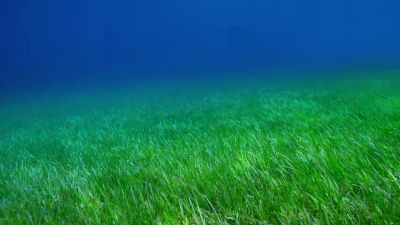 Like savannas on land, - Our Planet