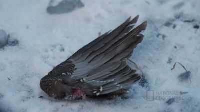 Like she's just gonna
do what she wants to do, - Life Below Zero: First Alaskans