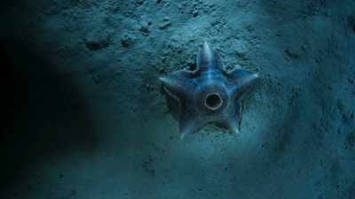 Like this starfish, - Blue Planet II