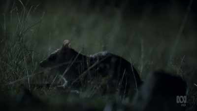 Like Tasmanian devils, - David Attenborough's Tasmania