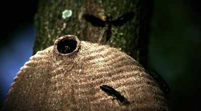 Like the executioner wasp, - Kings of Pain