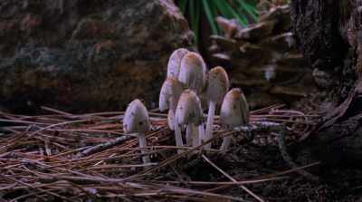 Like the fruit
of our labor, - Fantastic Fungi
