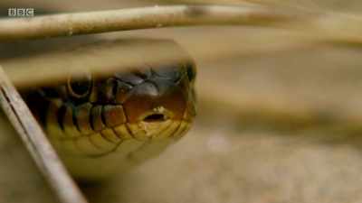 Like the lizard,
the snake has sharp eyes. - Wales: Land of the Wild