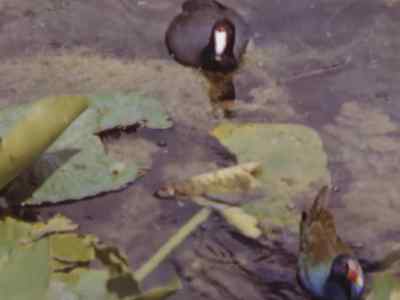 Like the other birds, - Prowlers of the Everglades
