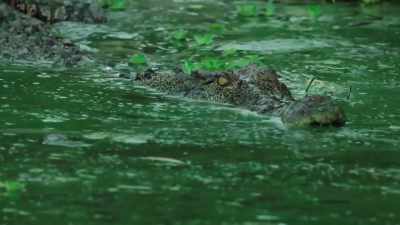 Like the tuatara, these reptiles
are virtually unchanged - Modern Dinosaurs