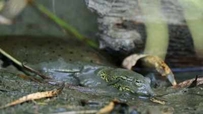 Like today's
spiny softshell turtle, - Epic Yellowstone