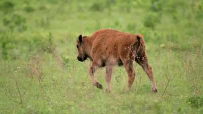 Like, they would find
herds that were comprised - The American Buffalo
