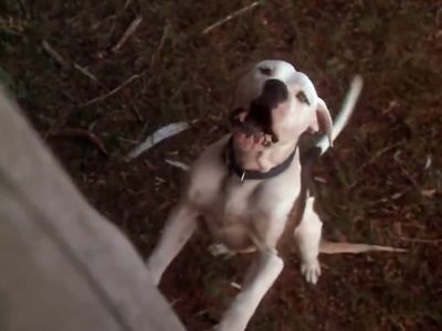 Like if you yap at it - Homeward Bound: The Incredible Journey