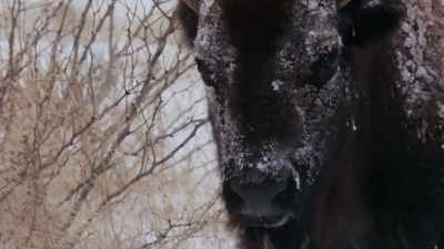 Like, you're right.
If you don't face the day, - The American Buffalo