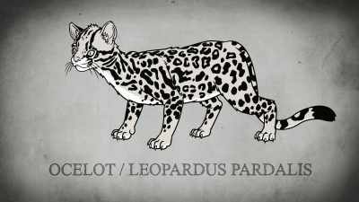 LIL BLURP: Yeah!
Ocelots be like mini tigers. - Dicktown