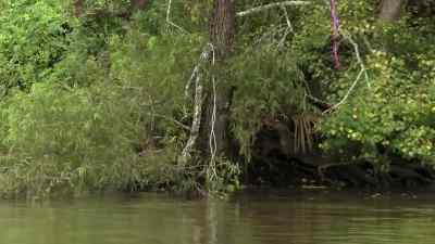 Line's down, pa. - Swamp People