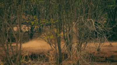 [ LION GROWLS ] - Expedition Mungo