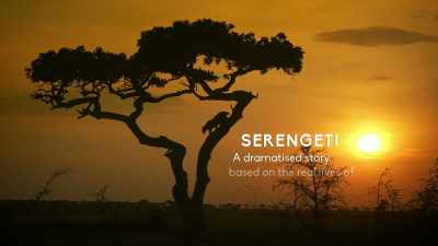 LION GRUNTS - Serengeti