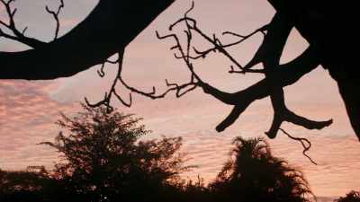 (LION ROARING) - Magic of Disney's Animal Kingdom