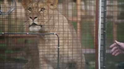 LION ROARS - Britain's Tiger Kings - On the Trail with Ross Kemp