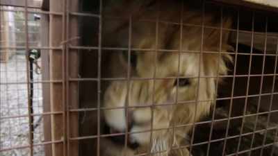LION ROARS - Britain's Tiger Kings - On the Trail with Ross Kemp