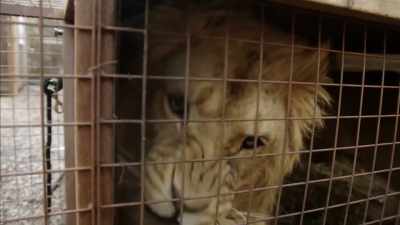 LION ROARS - Britain's Tiger Kings - On the Trail with Ross Kemp