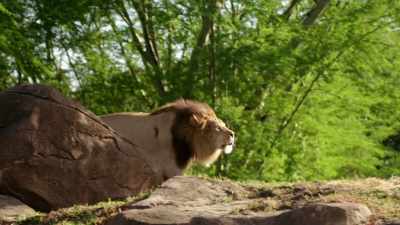 (LION ROARS) - Magic of Disney's Animal Kingdom