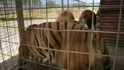 LION SNARLS - Britain's Tiger Kings - On the Trail with Ross Kemp