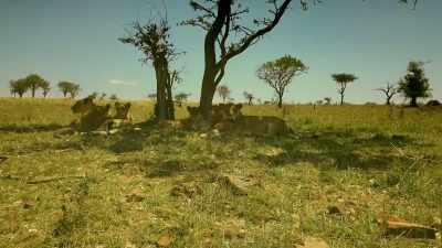 LIONESS BELLOWS - Serengeti