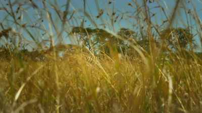 LIONESS GROWLS - Serengeti