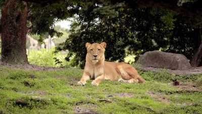 Lions, cheetahs, elephants. - Why on Earth