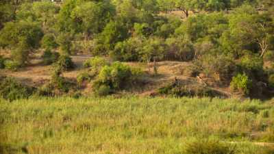 Lions cover huge distances following prey. - Wild Babies