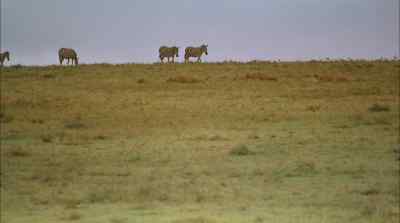 Lions hunt with both
might and stealth - Africa: The Serengeti