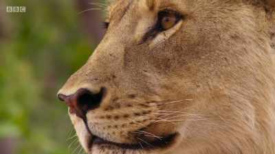 Lions seldom tackle
such formidable prey... - Planet Earth: A Celebration