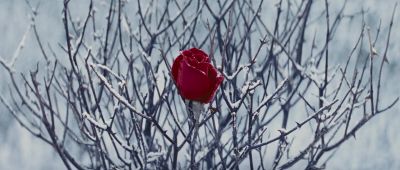 Lips as red as blood hair as black as a raven's wings - Snow White and the Huntsman