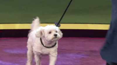 Listen, it was a great,
great group of competitors - 2022 American Rescue Dog Show