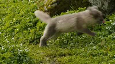 Litters of 14 are common, - Wild Ways of the Vikings
