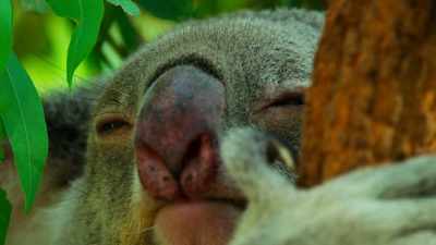 Little creatures are much better
adapted to digest gum leaves. - Tiny World