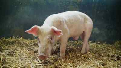 Little family being very protective - Pignorant