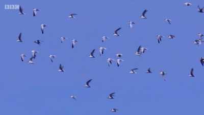 Little terns. - Wales: Land of the Wild