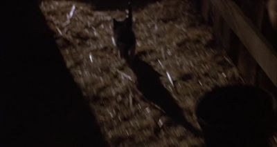 Little, wee cat. - Halloween 5: The Revenge of Michael Myers