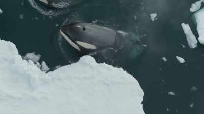 Living 100 years or more, - Frozen Planet II