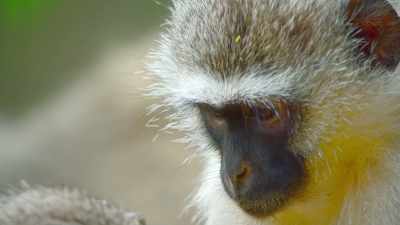 Living on the ground
and in the trees, - The Secret Lives of Animals