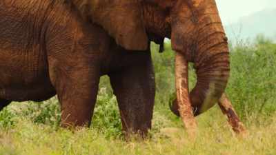 Living through successive droughts,
modern development, - Our Great National Parks